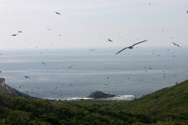The Birds
